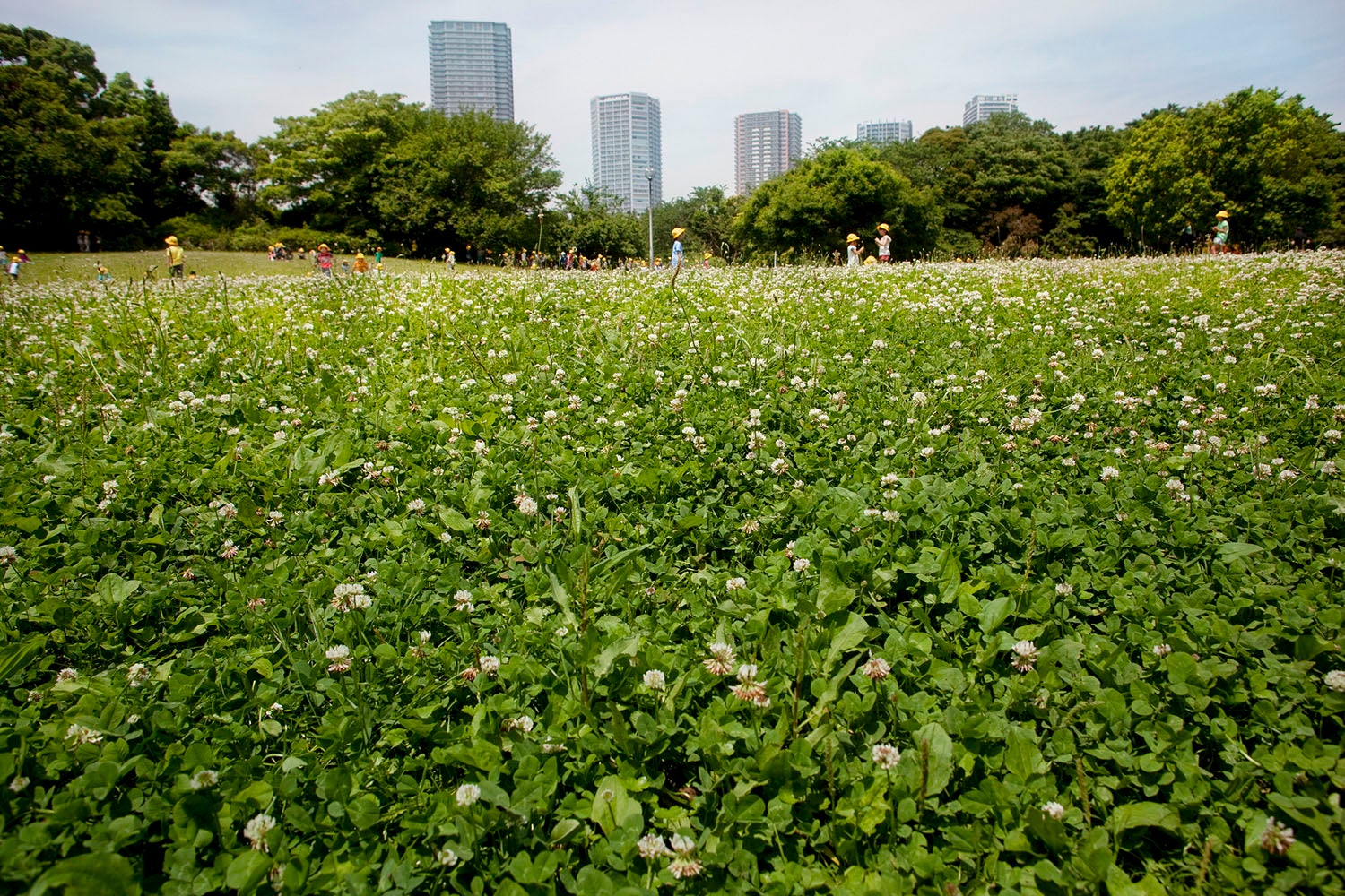 本期的头条文章:城市正在推动进化