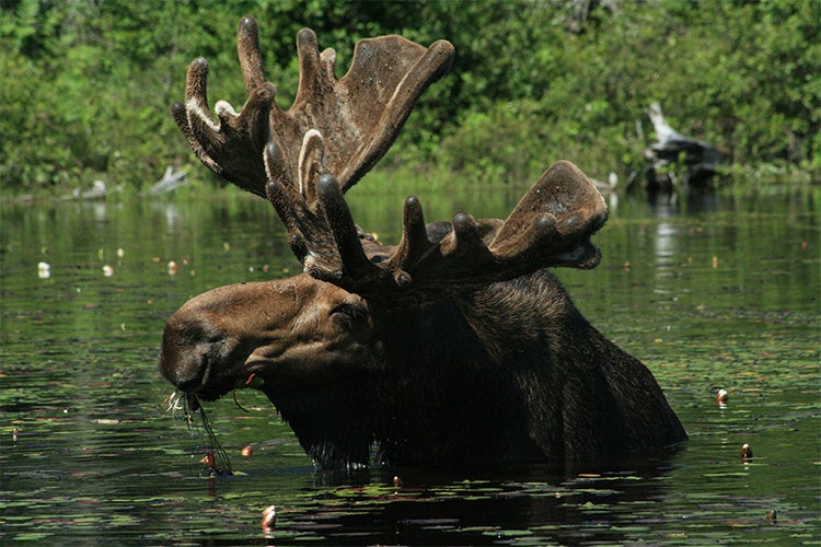 Photo of a Moose Bull in Algonquin park