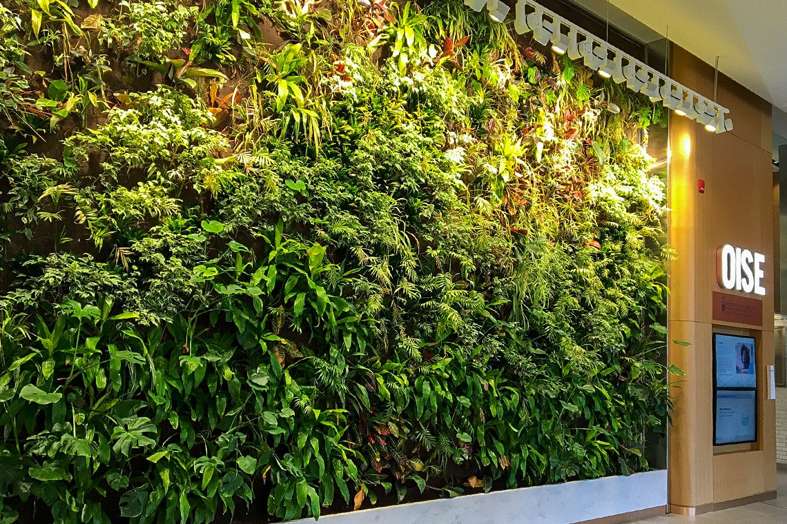 Photo of the green wall inside the OISE lobby