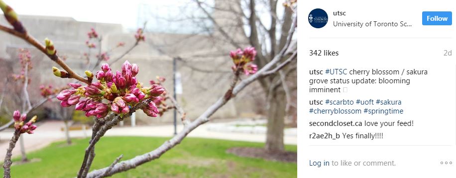 Instagram photo of sakura at UTSC