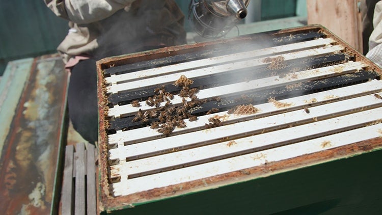 Picture of Laura Curran smoking the bees