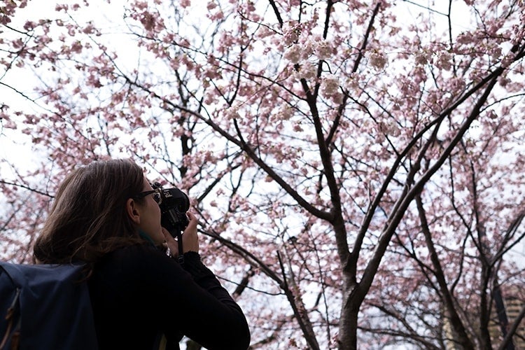 A picture of Kristen McLaughlin, a master's of museum studies student, taking photos of cherry blossoms