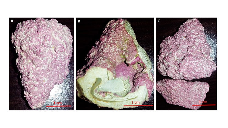 Portions of skeleton of Leptophytum Foecundum