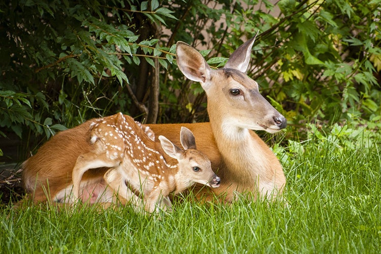 Baby deer with its mother