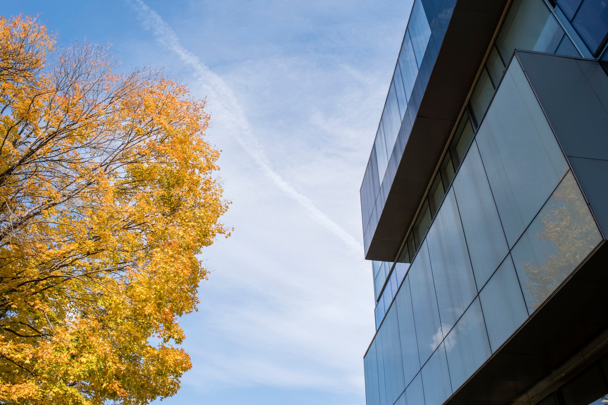 fall leaves set against a blue sky and a modern building