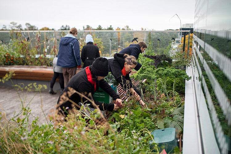 students working on the rooftop garden at UTSC