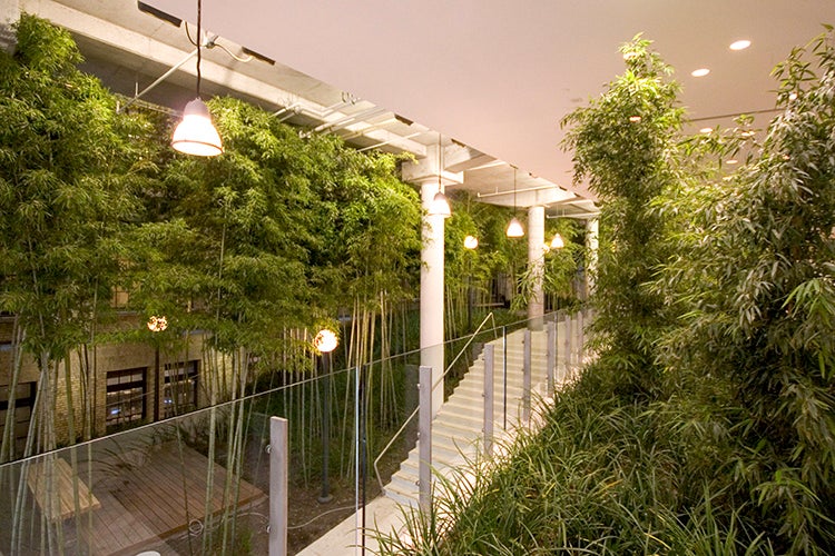 Bamboo forest in the Donnelly Centre Atrium