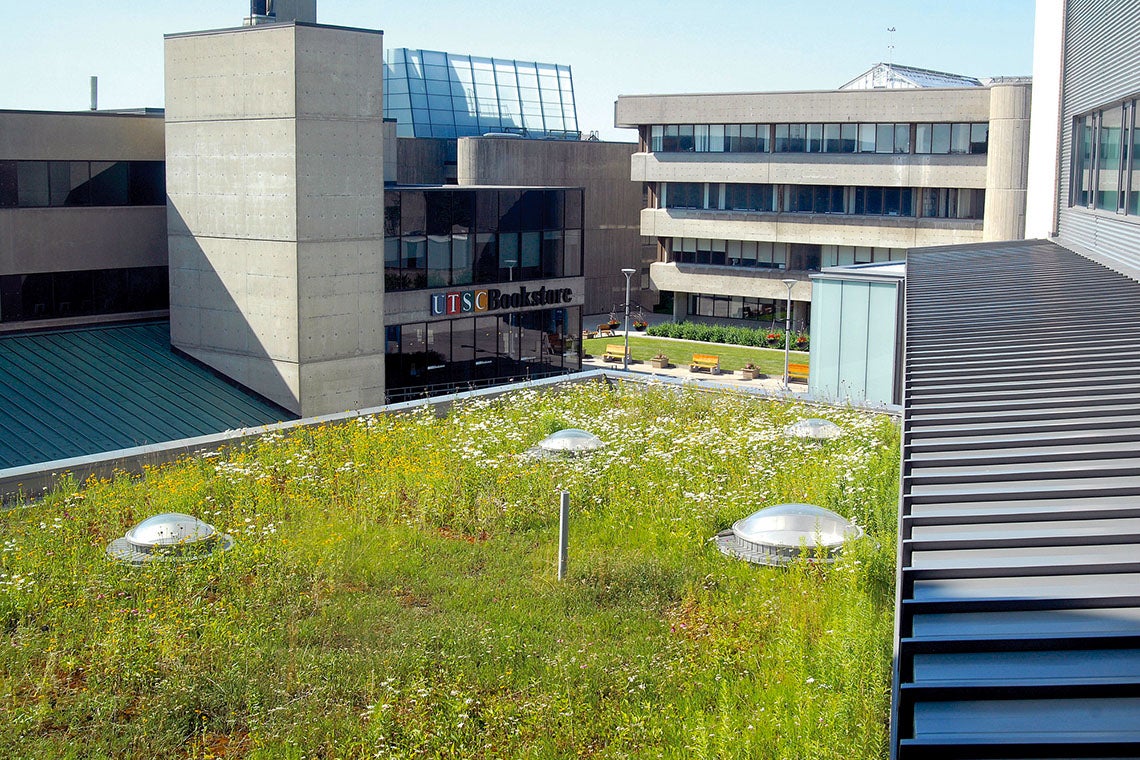 Green Roof at UTSC