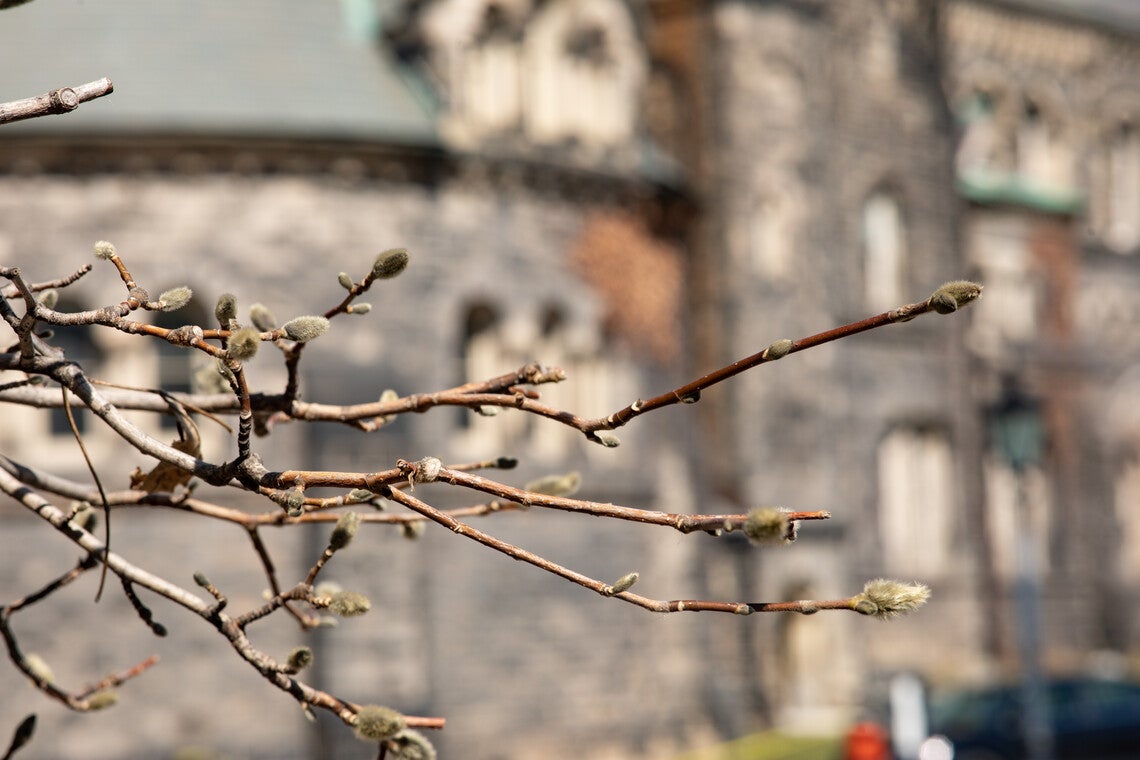 Close up of trees budding on the St. George campus