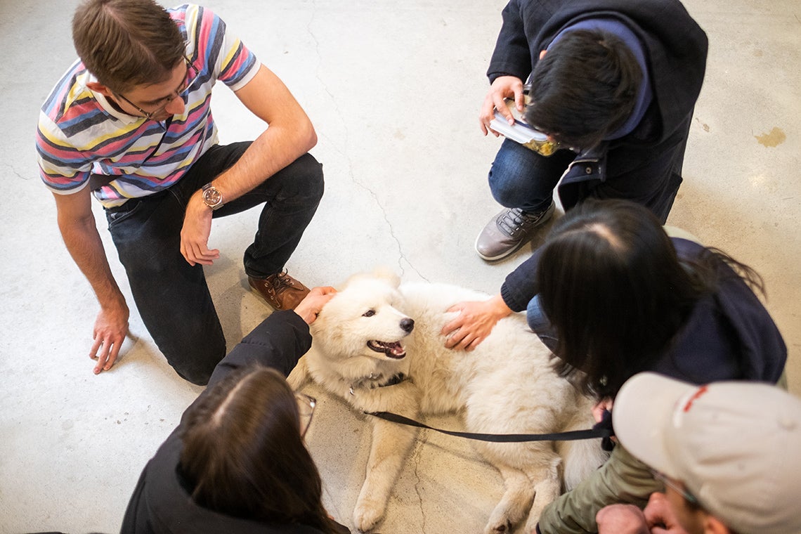 Students at the Faculty of Law pet Amadeus, the dog