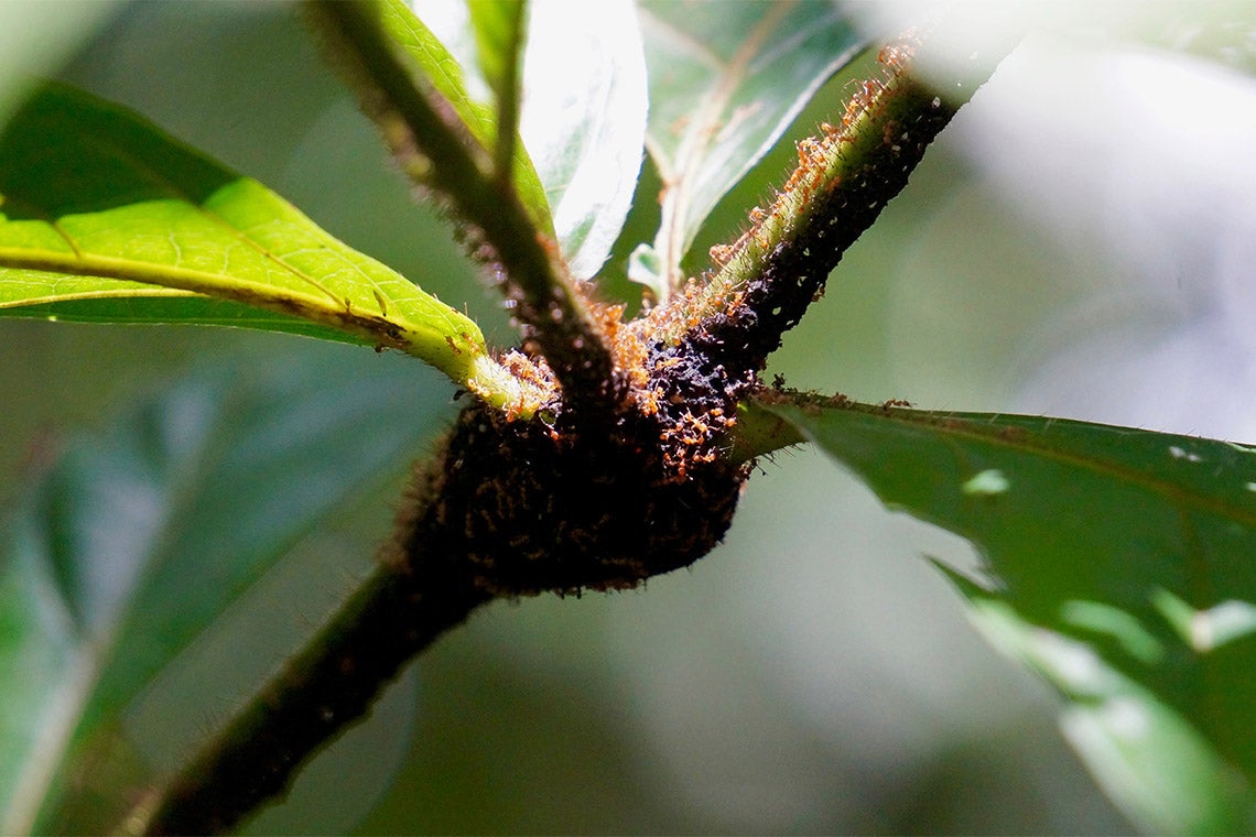 The Amazonian ant Allomerus octoarticulatus protects its host plant Cordia nodosa against the plant’s enemie