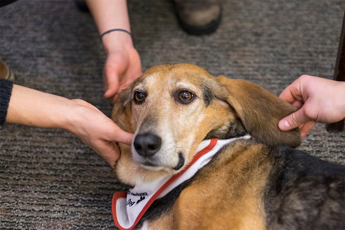 Bella the therapy dog is petted by students