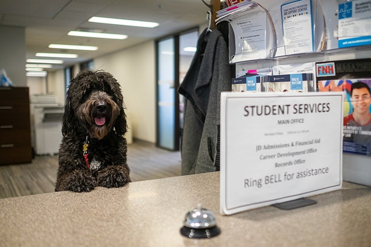 Dog at student services in Faculty of Law 