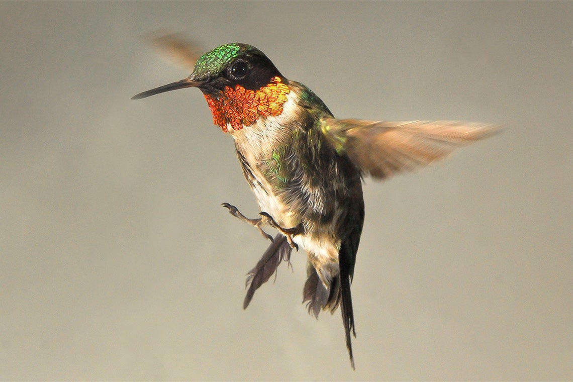 a hummingbird in flight