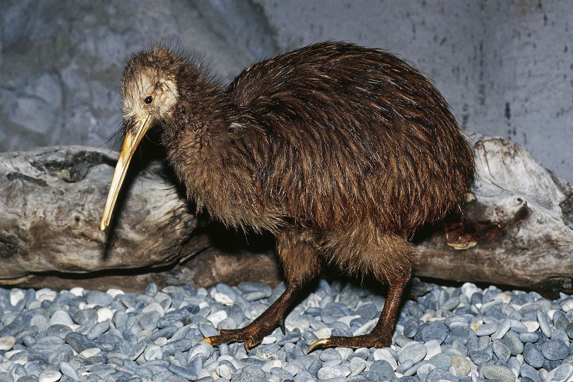 Kiwi birds younger than originally thought, U of T research shows