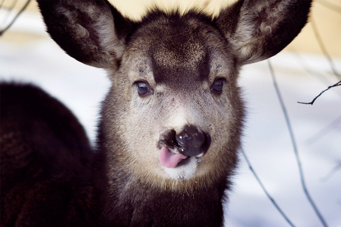 photo of a white-tailed doe in winter