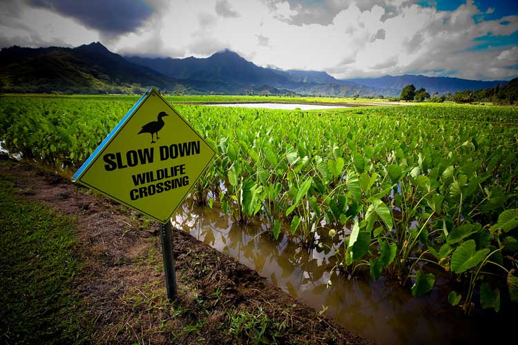 photo of a taro field in Hawaii