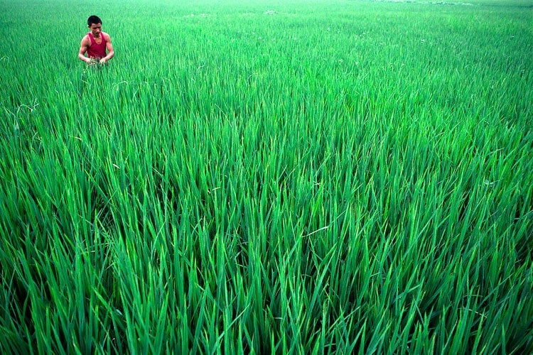 photo of rice field in China