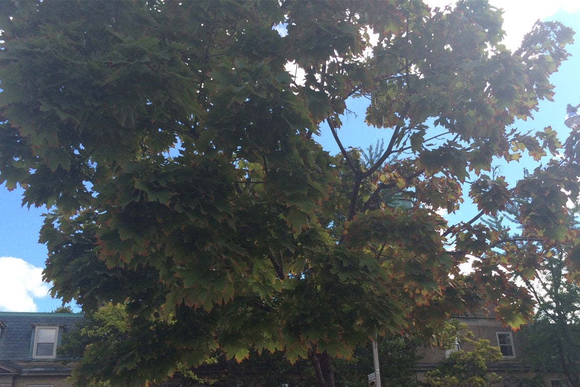 Photo of tree with yellowing and browning leaves