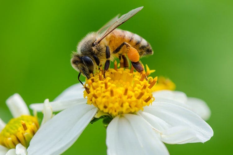 Photo of a bee