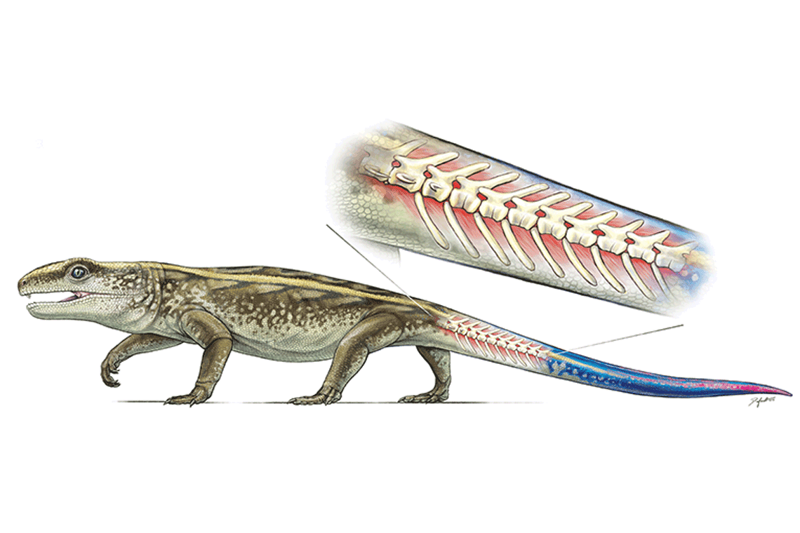 Rendering of Captorhinus with an inset of a closeup of its tail