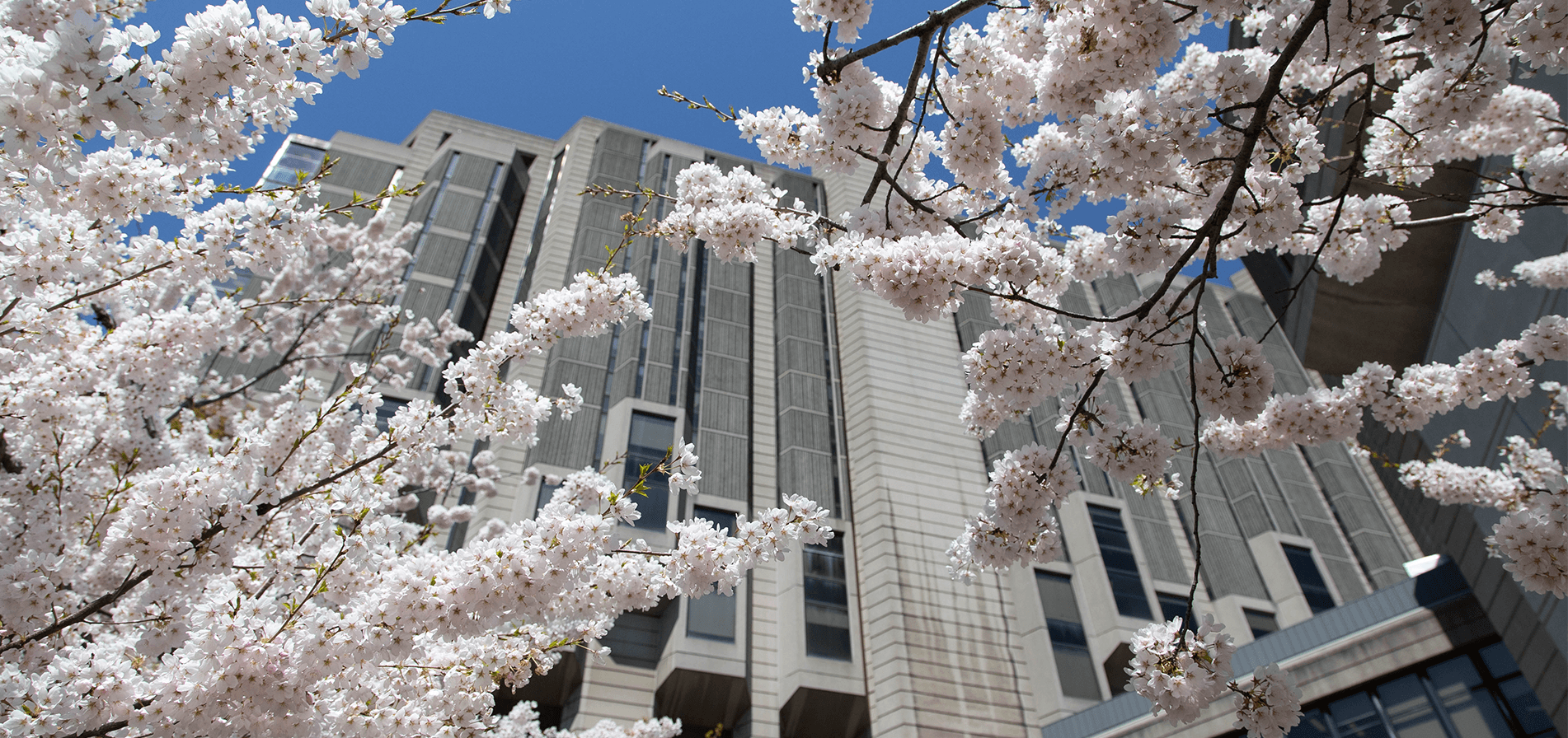 [node:field_banner_alt]