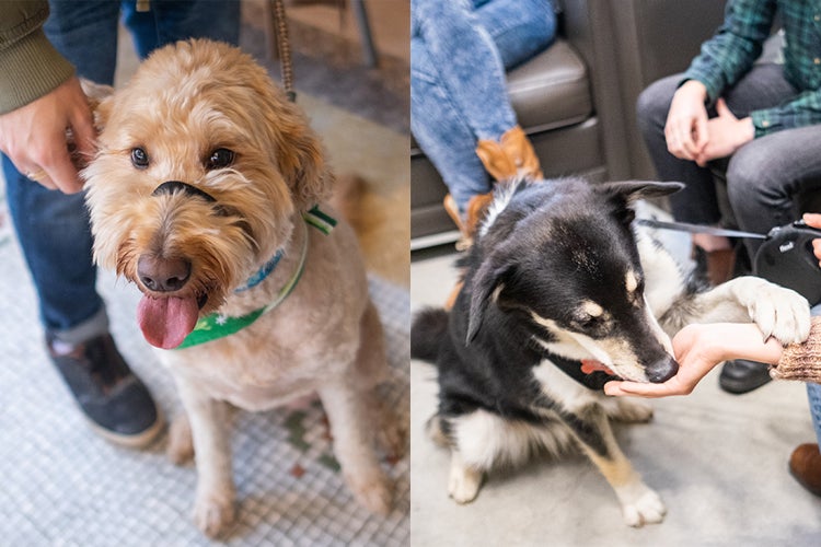 Minnie and Thumper dogs at Faculty of Law