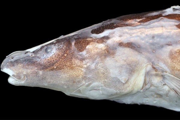 New electric fish discovered in South America
