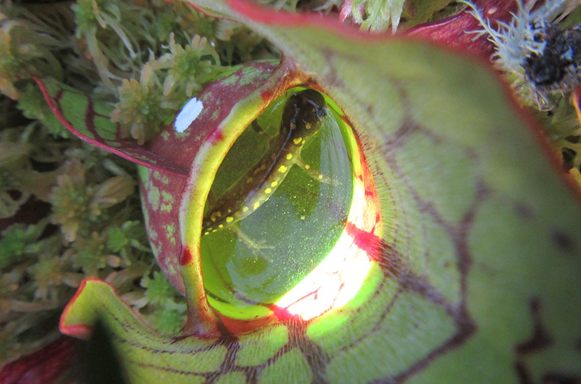 Salamander in pitcher plant