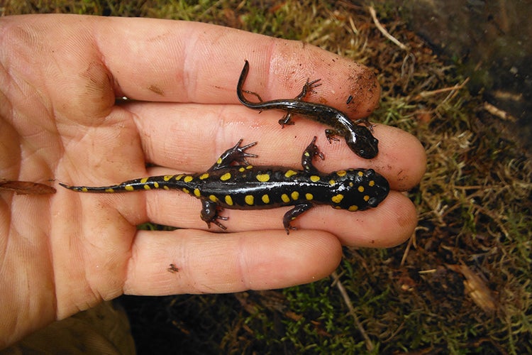 Salamanders 