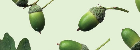 Green acorns on a light green background