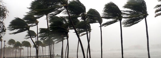 Palm trees blow in severe winds in Miami, Fla. during Hurricane Irma