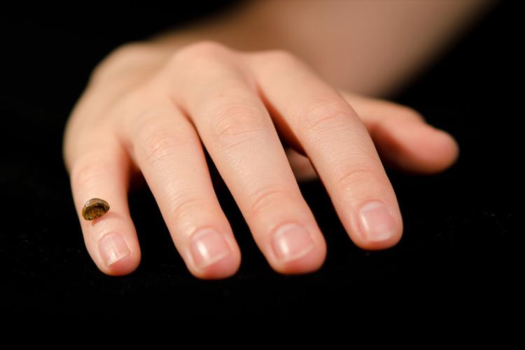 Photo of part of pinky finger of Denisovan