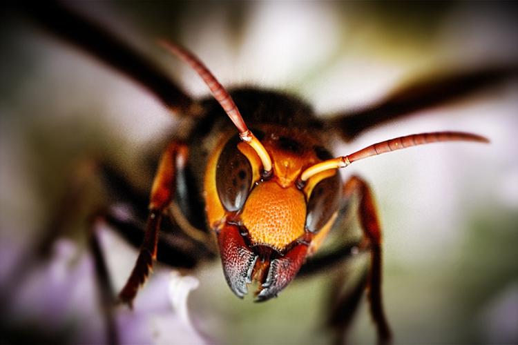 close up of a vesper mandarina aka murder hornet