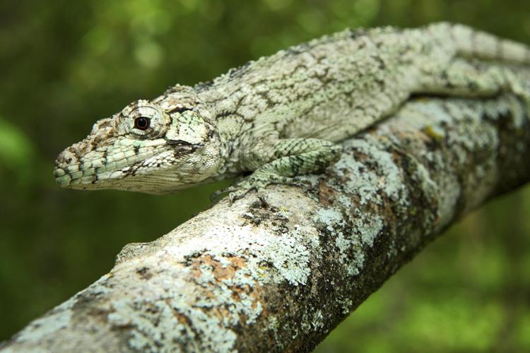 photo of new lizard on branch