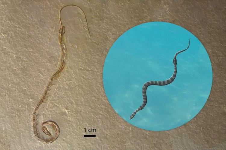 composite photo of fossil and artist's rendering of snake 