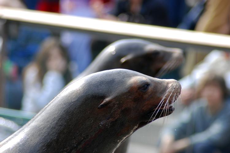 Photo of seal at a zoo