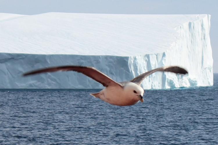 Photo of arctic seabird