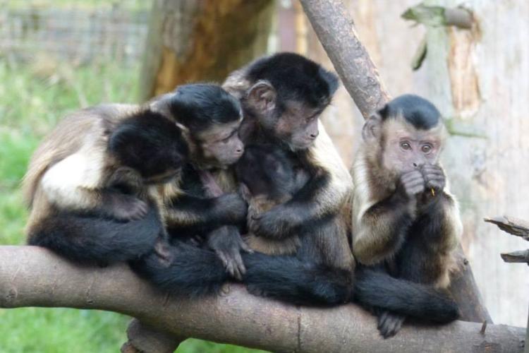 Photo of capuchin monkeys