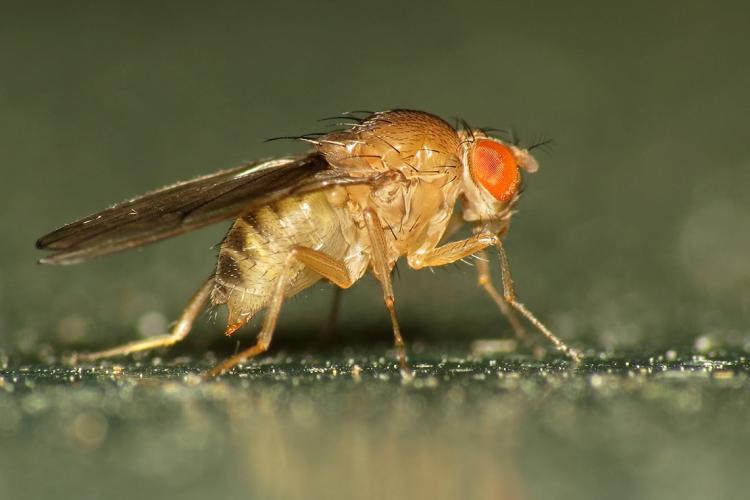 Photo of Fruit Fly