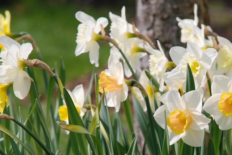 photo of daffodils