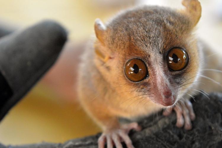 Photo of mouse lemur's face at close range