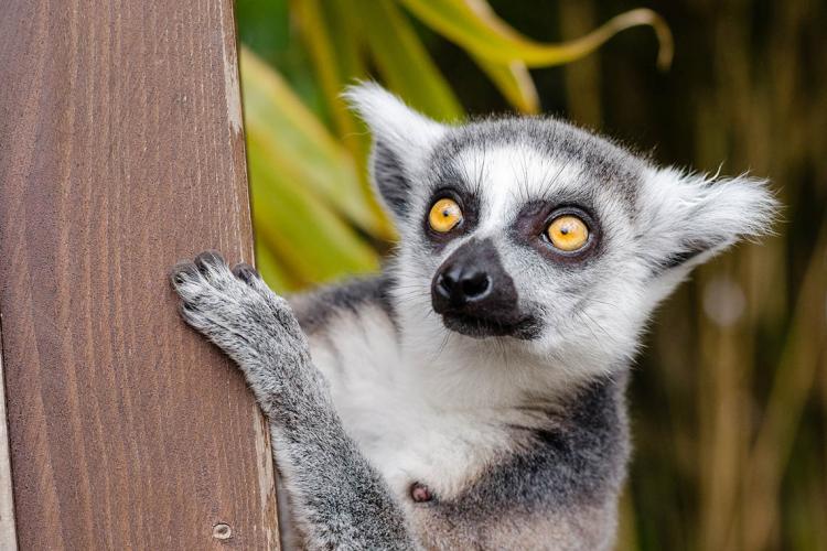 Photo of ring-tailed lemur