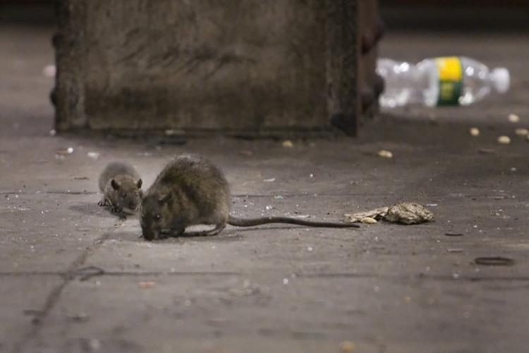 Picture of rats in New York subway