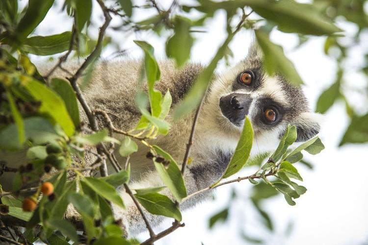 Photo of a lemur