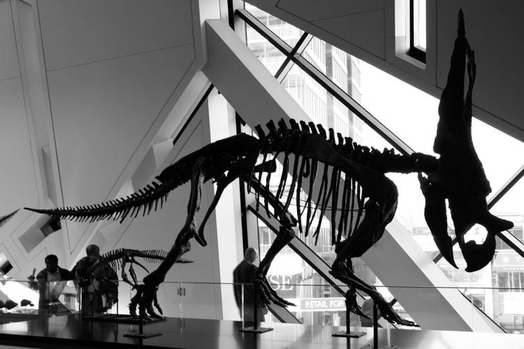 photo of dinosaur in museum
