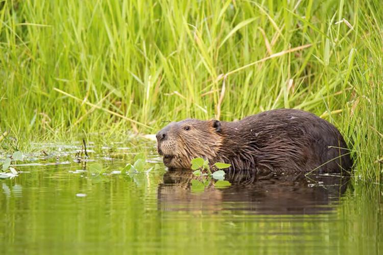 Photo of beaver