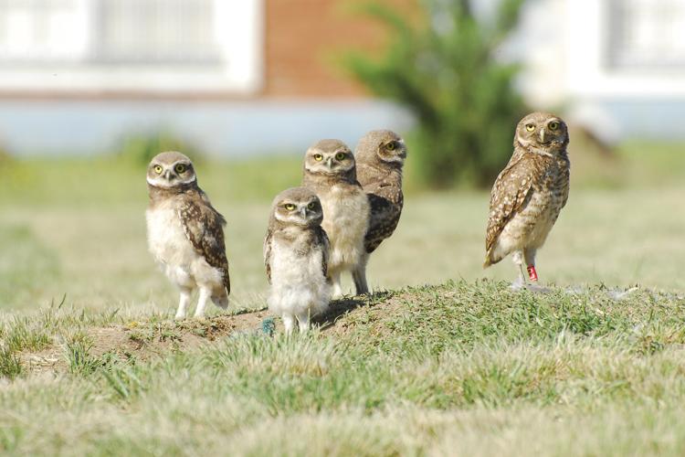 Photo of burrowing owls