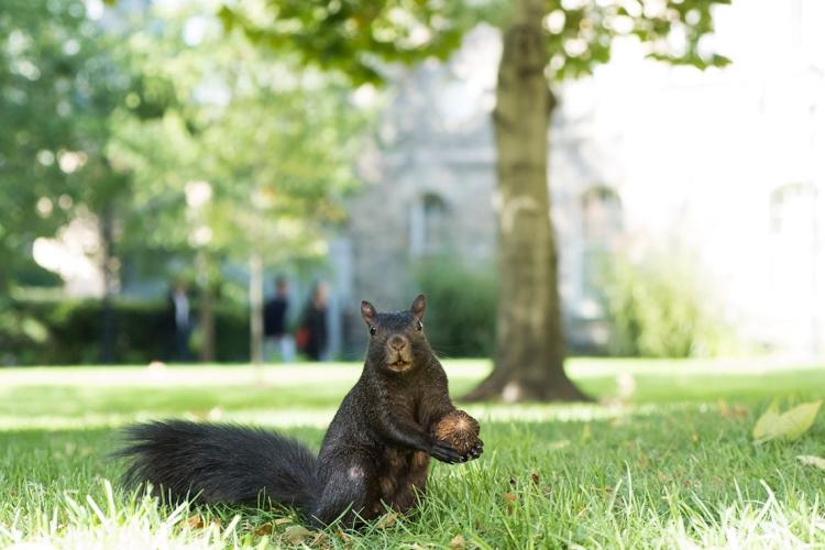 Squirrel holding acorn on campus