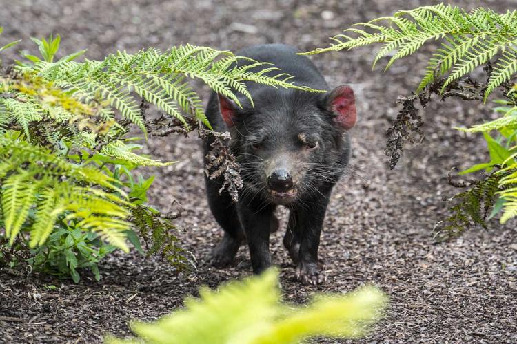 Photo of Tasmanian devil